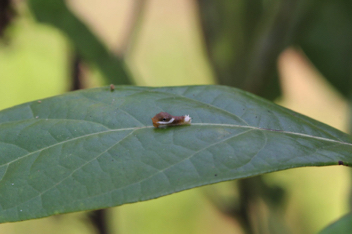 Palamedes Swallowtail caterpillar